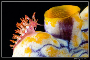 Flabellina by Dray Van Beeck 